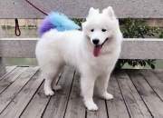 雷火电竞主播-上海队北京时间凌晨粉碎老鹰时，文班亚马的关键战已被中国符号点亮夏夜