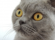 雷火电竞网站-冰与火的淬炼，东决关键战之夜，阿坎吉一回合定义生涯