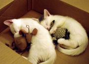 雷火电竞充值-绿茵争冠，篮坛破局，英超焦点战的辽宁式打穿