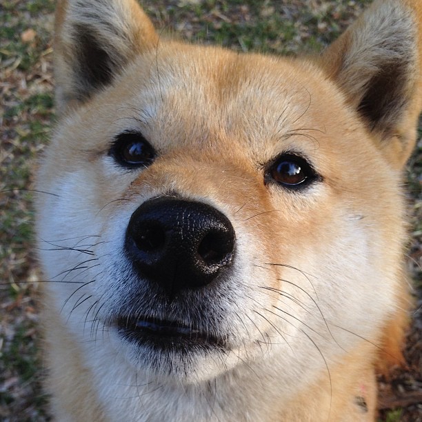 绿茵与硬木的共鸣，字母哥关键得分诠释意甲焦点战之夜