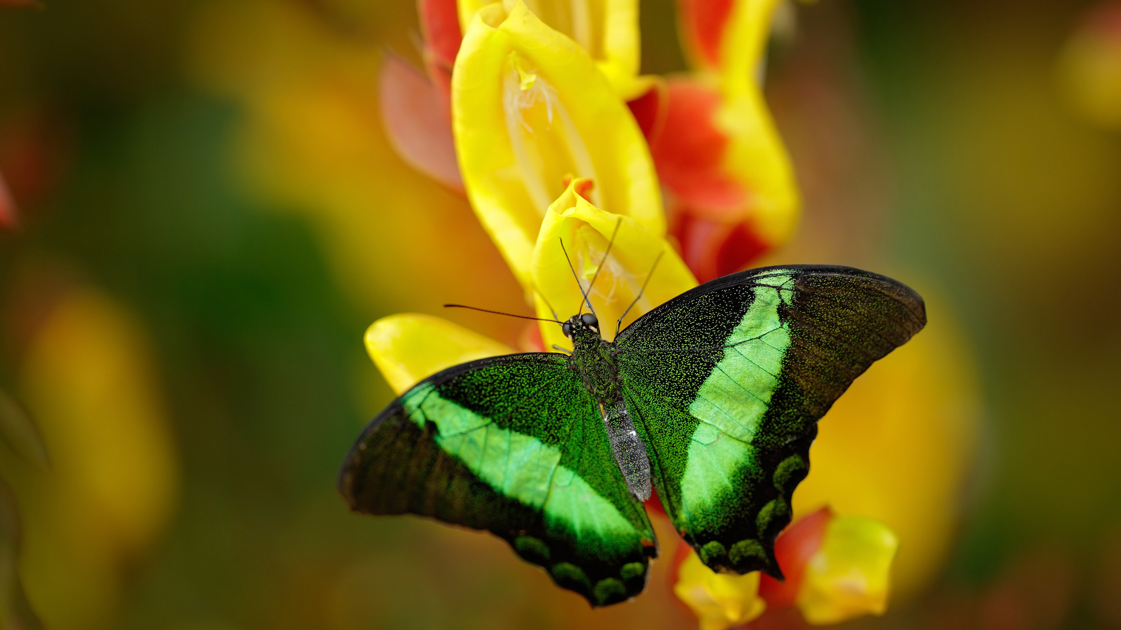 幻镜对决，库里爆发之夜与新疆峡谷的魔术终章